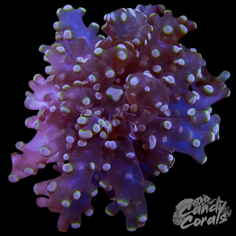 Fruit Punch Frogspawn Per Head H44