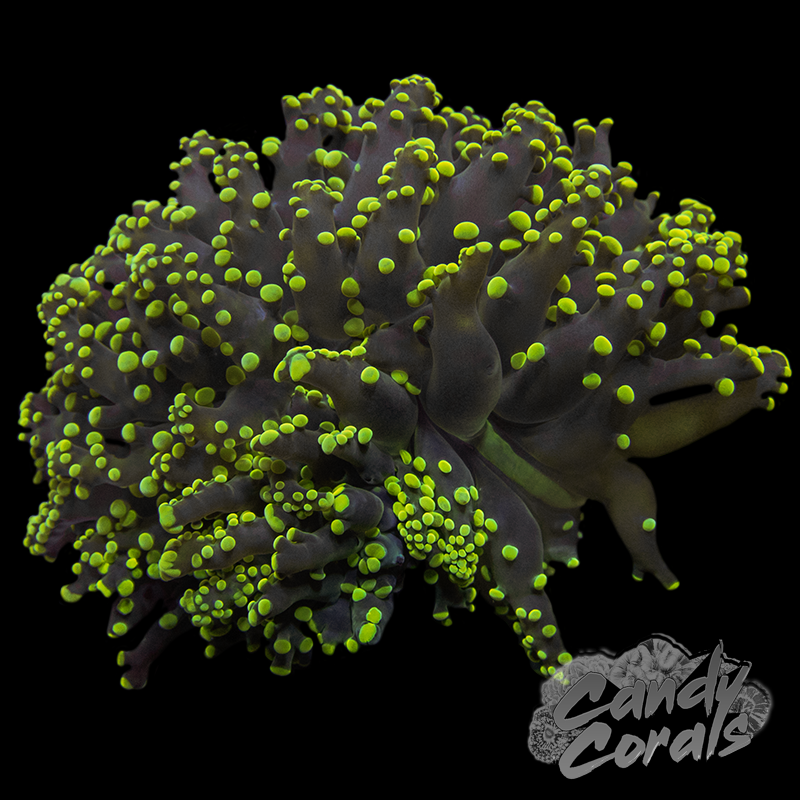 Yellow Tipped Octospawn H9