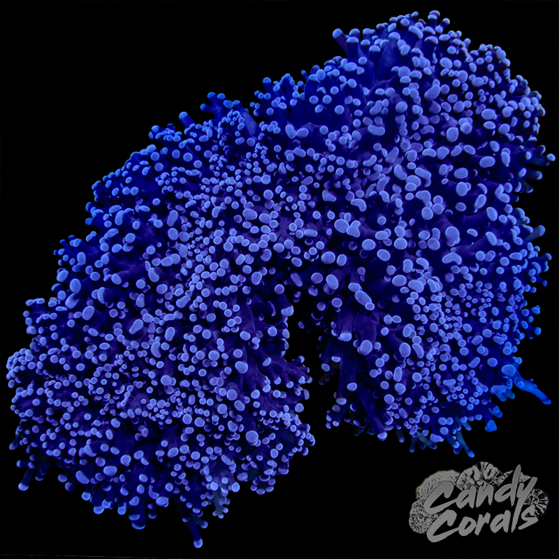 Blue Frogspawn Colony