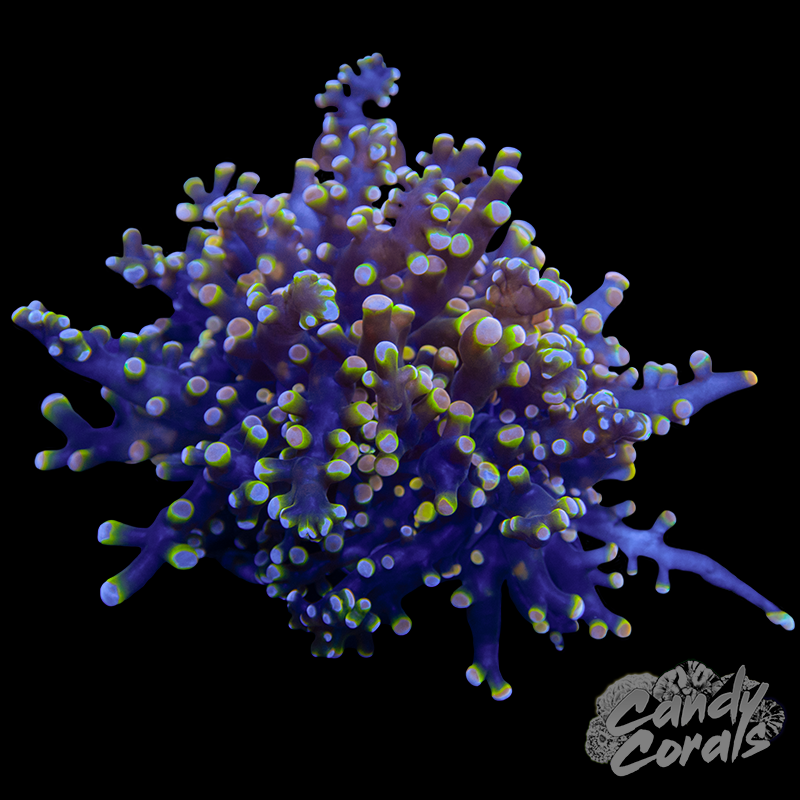 Fruit Cocktail Frogspawn Per Head