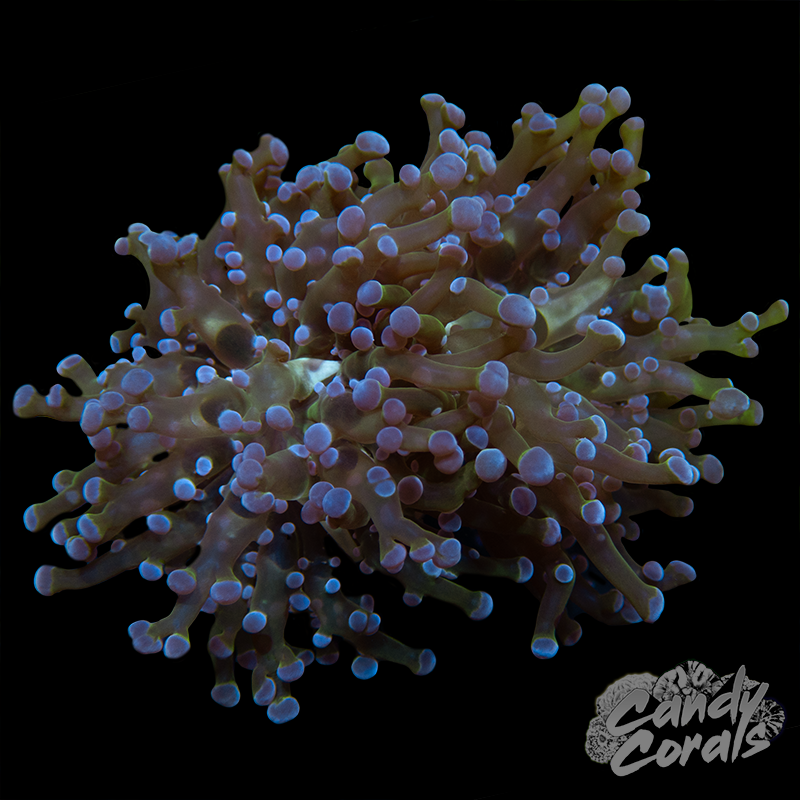 Green Based Mauve Tipped Frogspawn