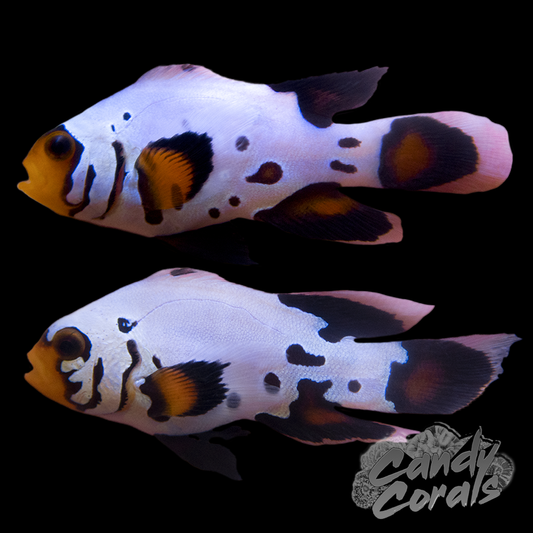Longfin Frostbite Clownfish