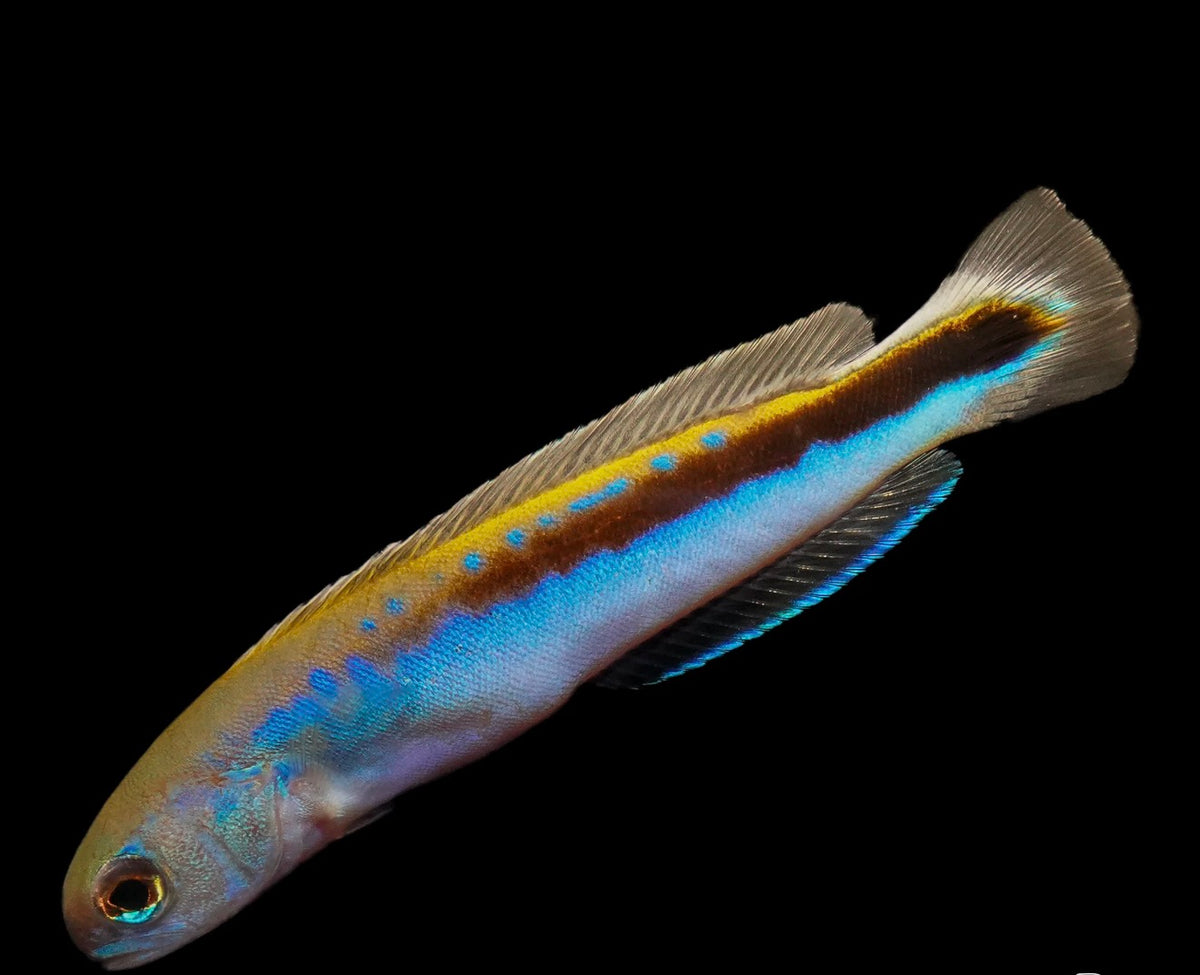 Oreni Tilefish