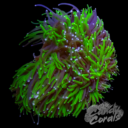 TSA Seaside Galaxea Galaxy Coral Frag