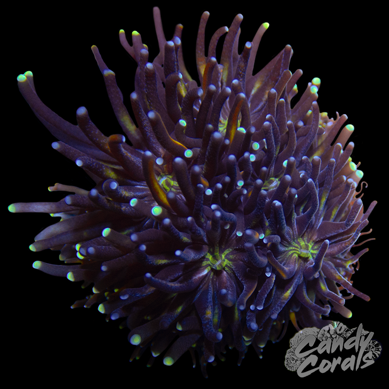 Galaxy Coral Frag