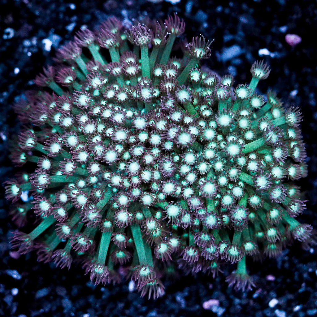 White Center Pink Goniopora Plate