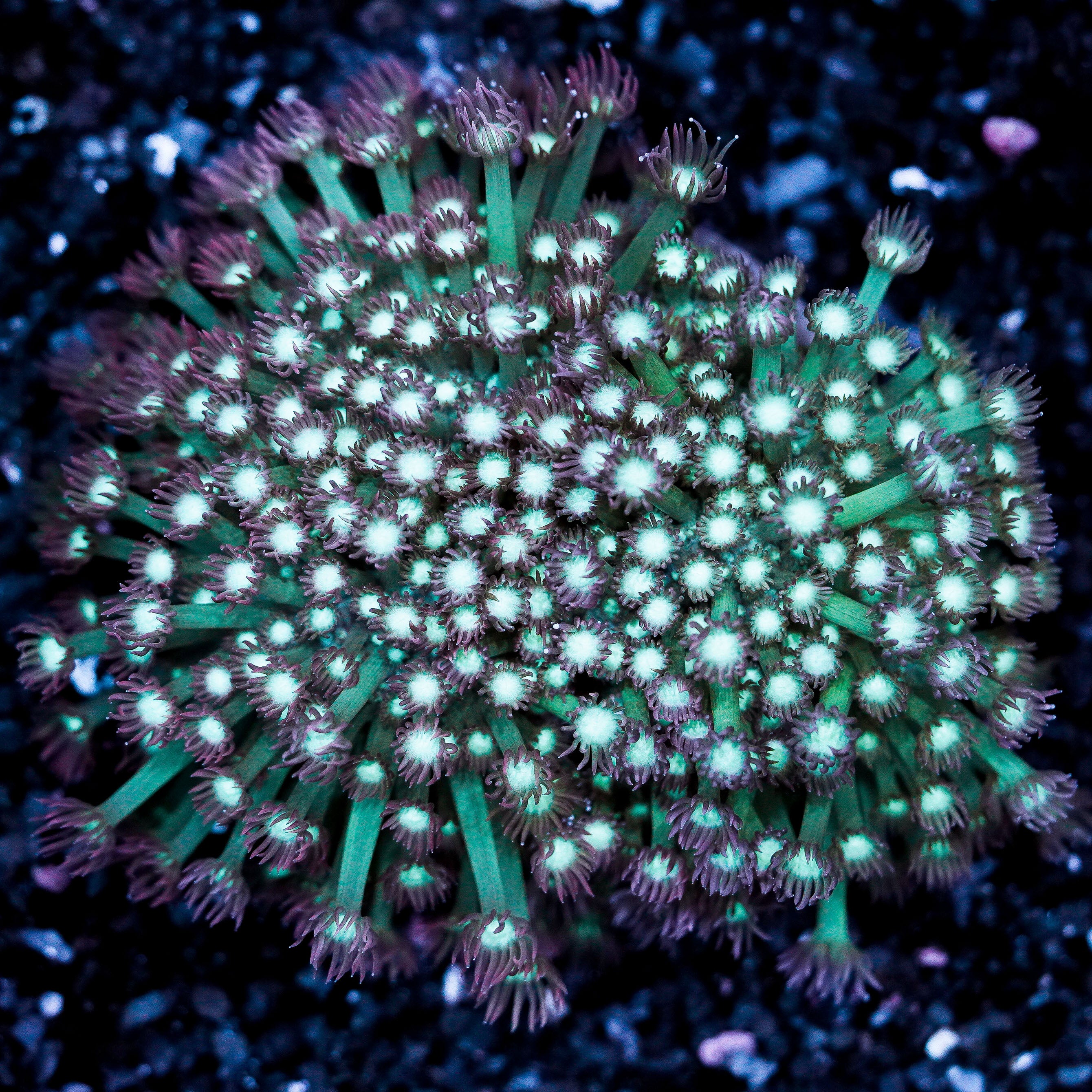 White Center Pink Goniopora Plate