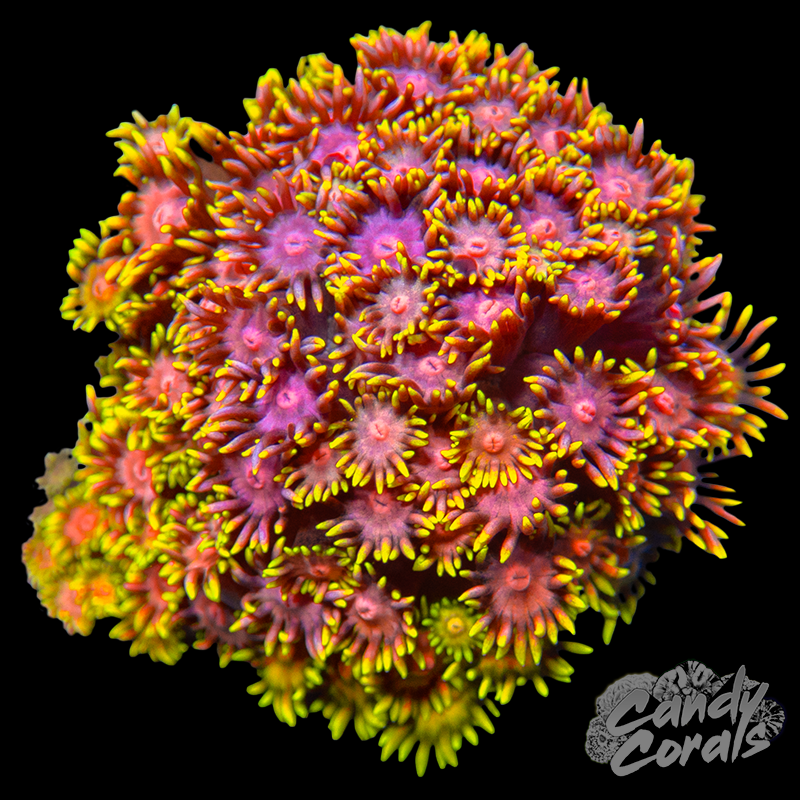 Ultra Goniopora WYSIWYG 19