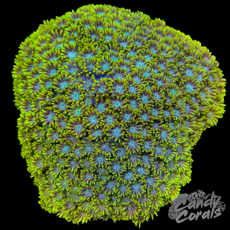 Small Ultra Goni Colony WYSIWYG 33
