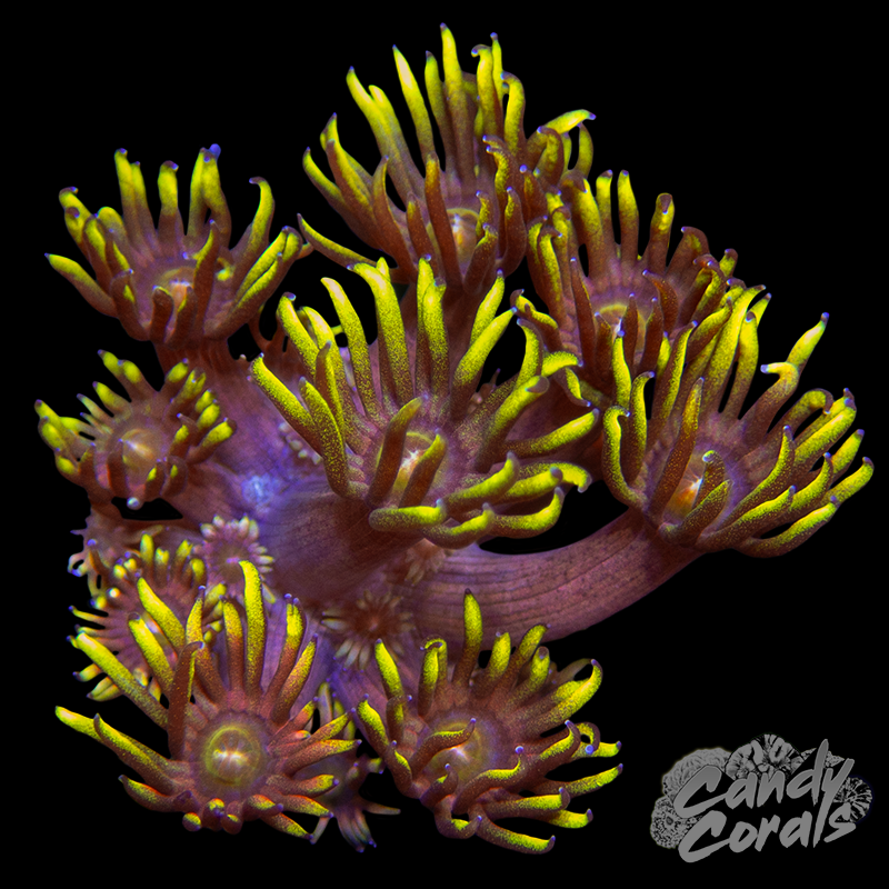 Hyper Color Goniopora Frag