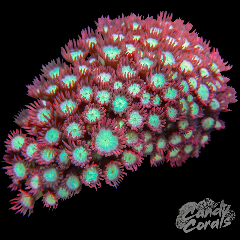 Small White Center Pink Goni Colony WYSIWYG 20