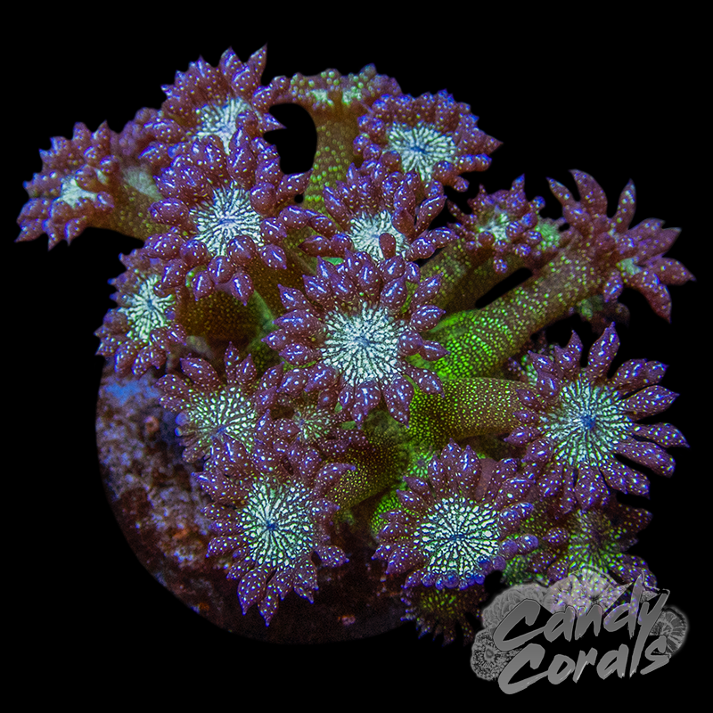Assorted Glitter Goniopora Frag