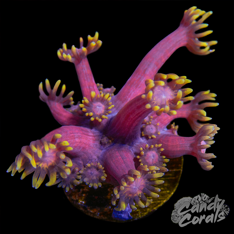 Fireballs Ultra Goniopora Frag