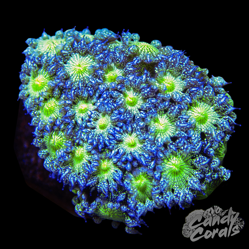Ultra Glitter Goniopora Frag