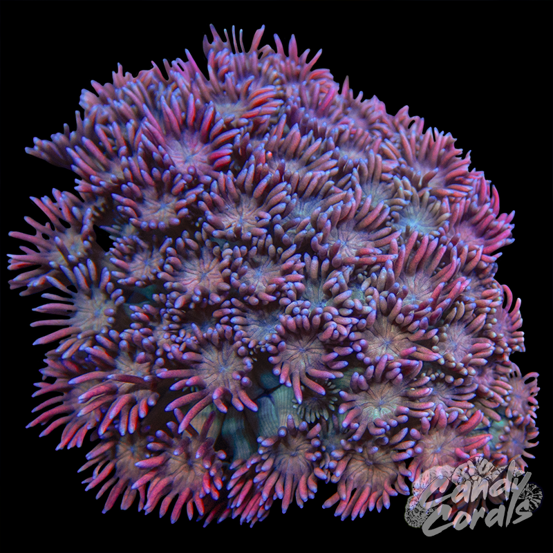 Small Pink Goni Colony WYSIWYG 46