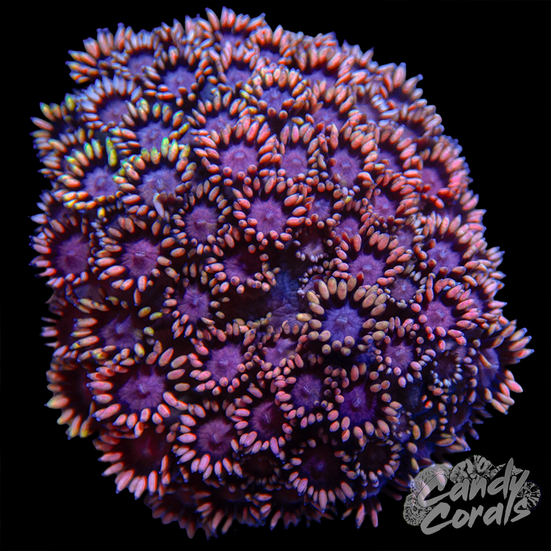 Small Ultra Goni Colony WYSIWYG 28