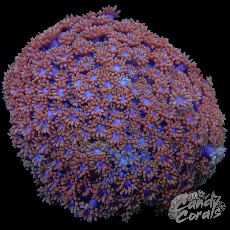 Blue Center Pink Goni Colony WYSIWYG 47