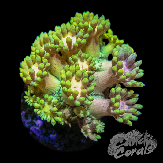 Yellow with Pink Centred Goniopora Frag