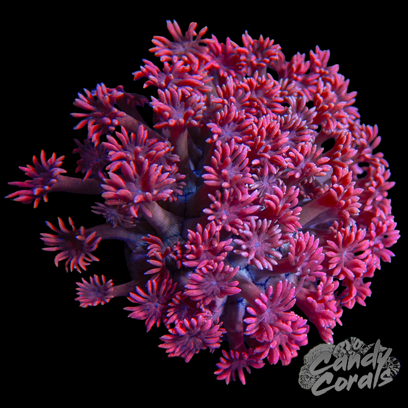 Small Pink Goni Colony WYSIWYG 41