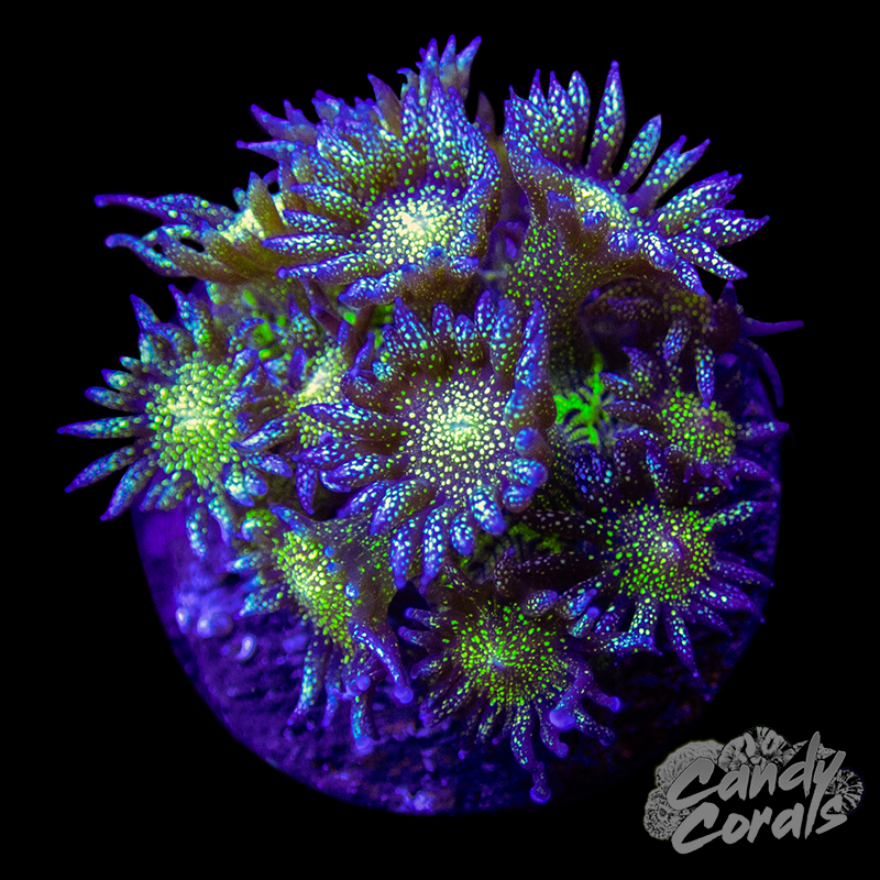 Assorted Glitter Goniopora Frag