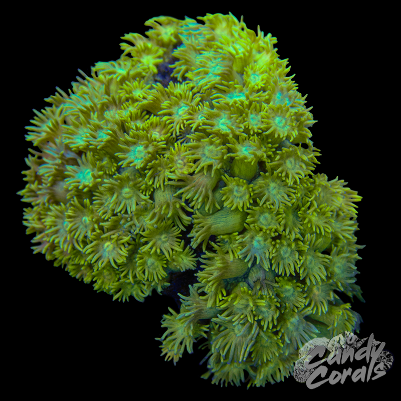 Ultra Goniopora Colony WYSIWYG 4