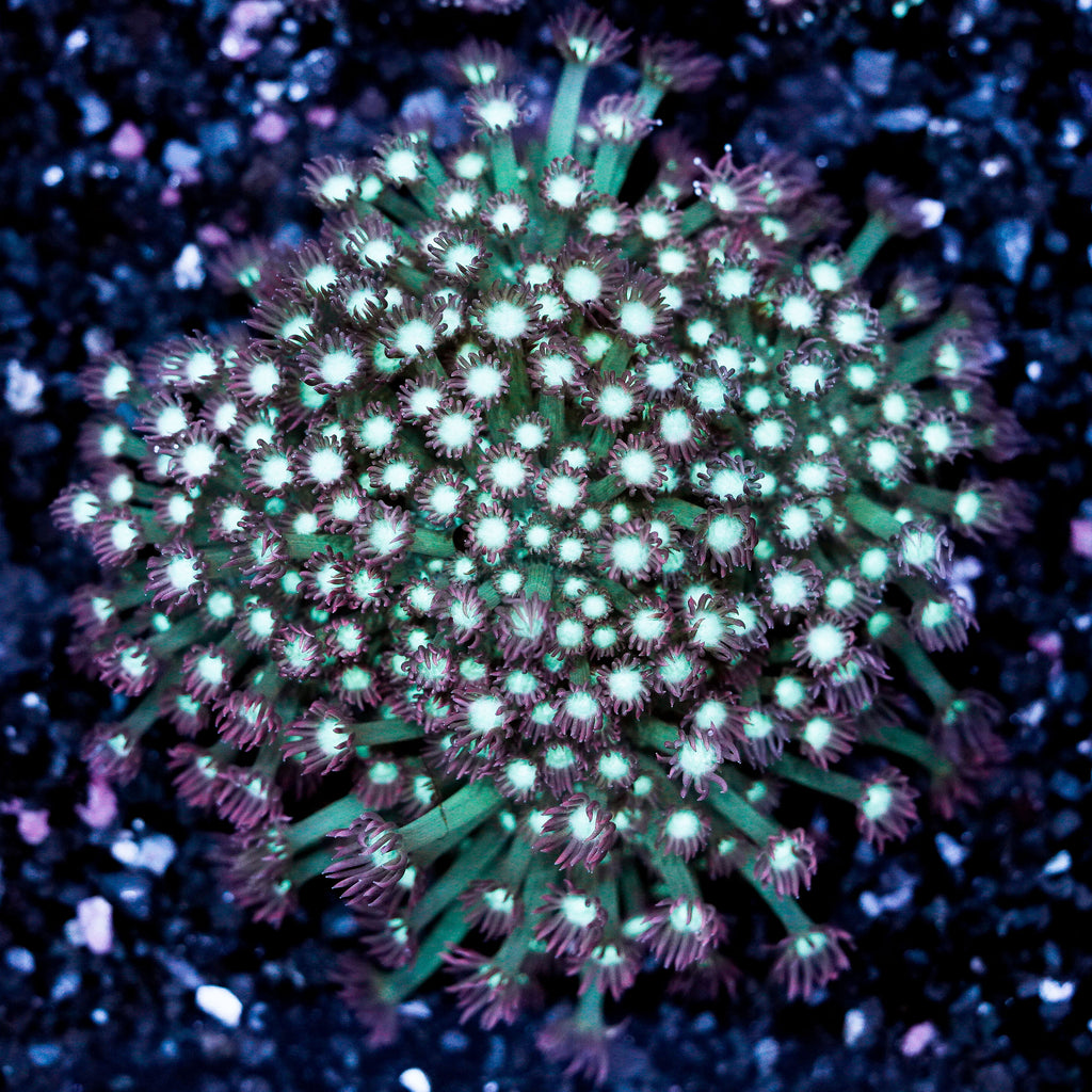 White Center Pink Goniopora Plate