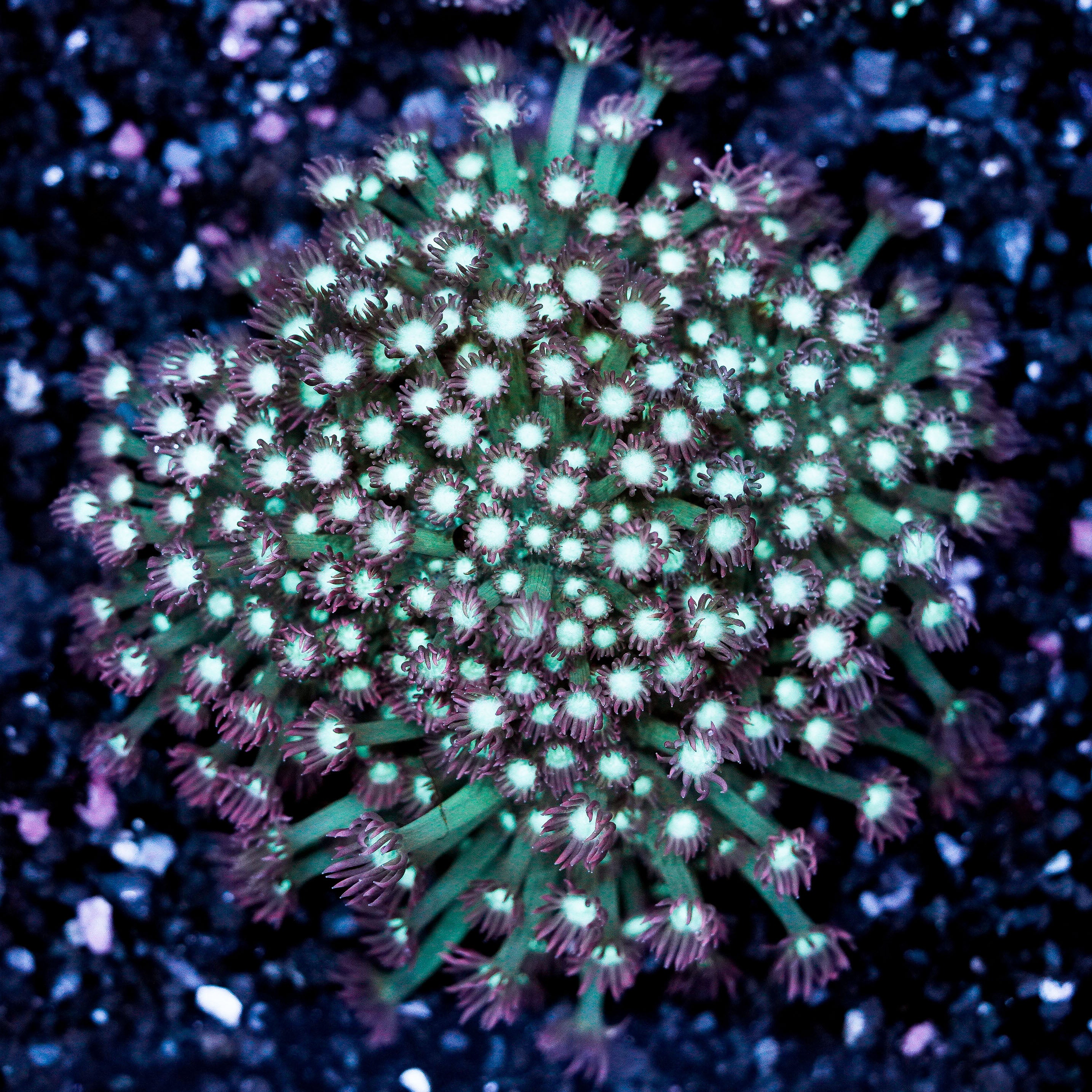 White Center Pink Goniopora Plate