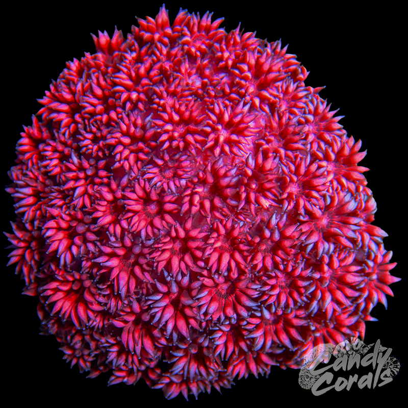 Small Pink Goni Colony WYSIWYG 18