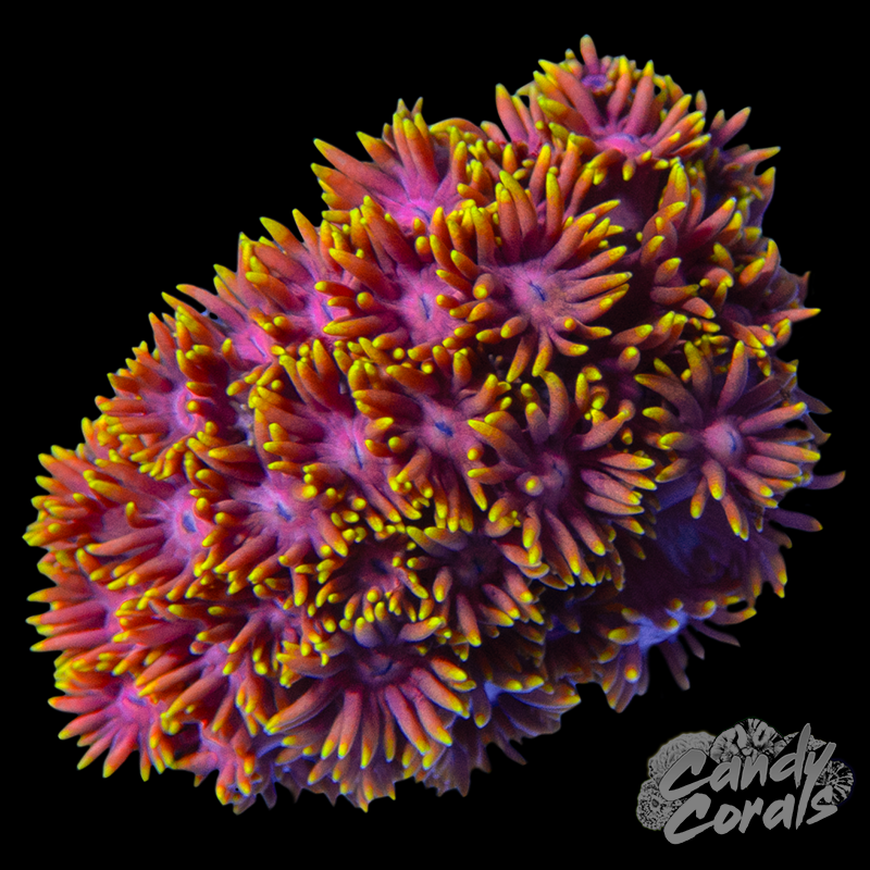 Ultra Goniopora WYSIWYG 20