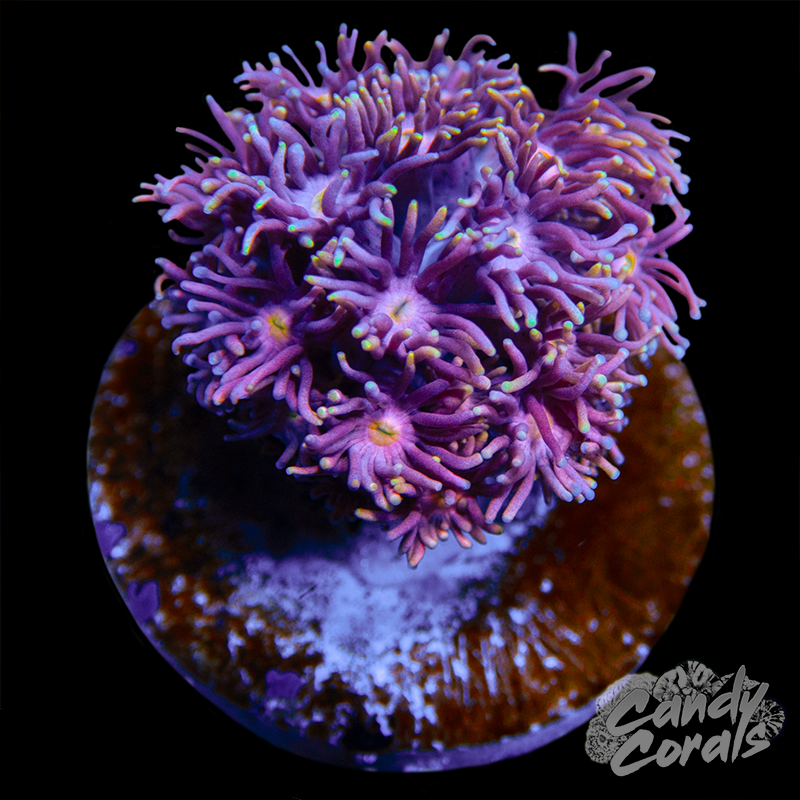 Pink Goni WYSIWYG 47
