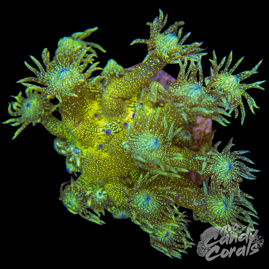 Glitter Goniopora WYSIWYG 7