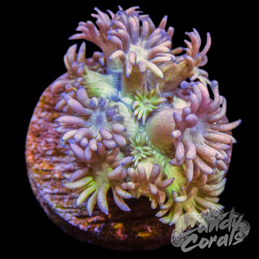 Sweet Tooth Goniopora Frag