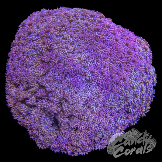 Pinky Promise Goniopora Frag