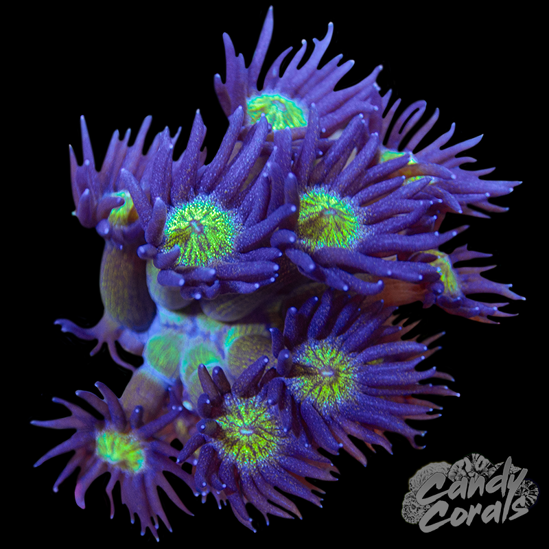 Glitter Center Goniopora Frag