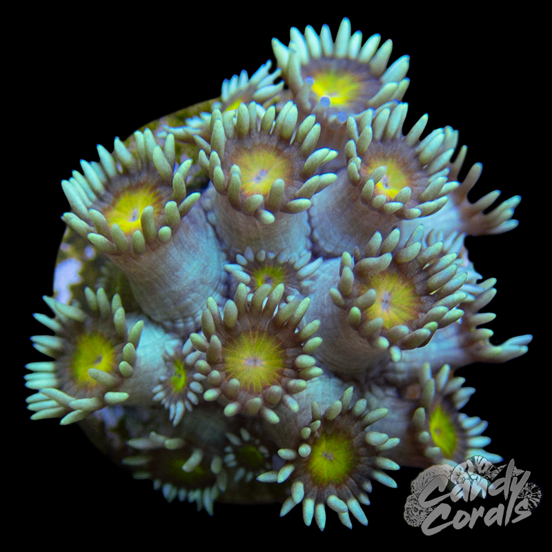 Light Tentacle Sunny Centered Goniopora Frag