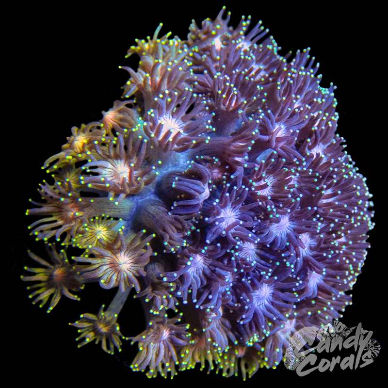 Glitter tip ultra  Goni Colony WYSIWYG 44