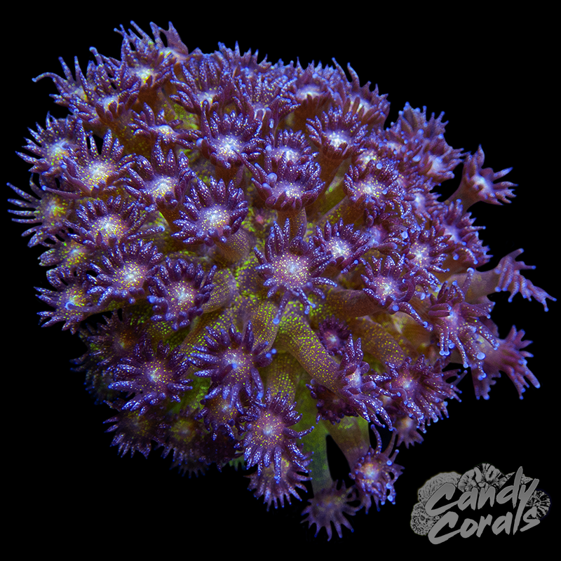 Glitter Goniopora WYSIWYG 5