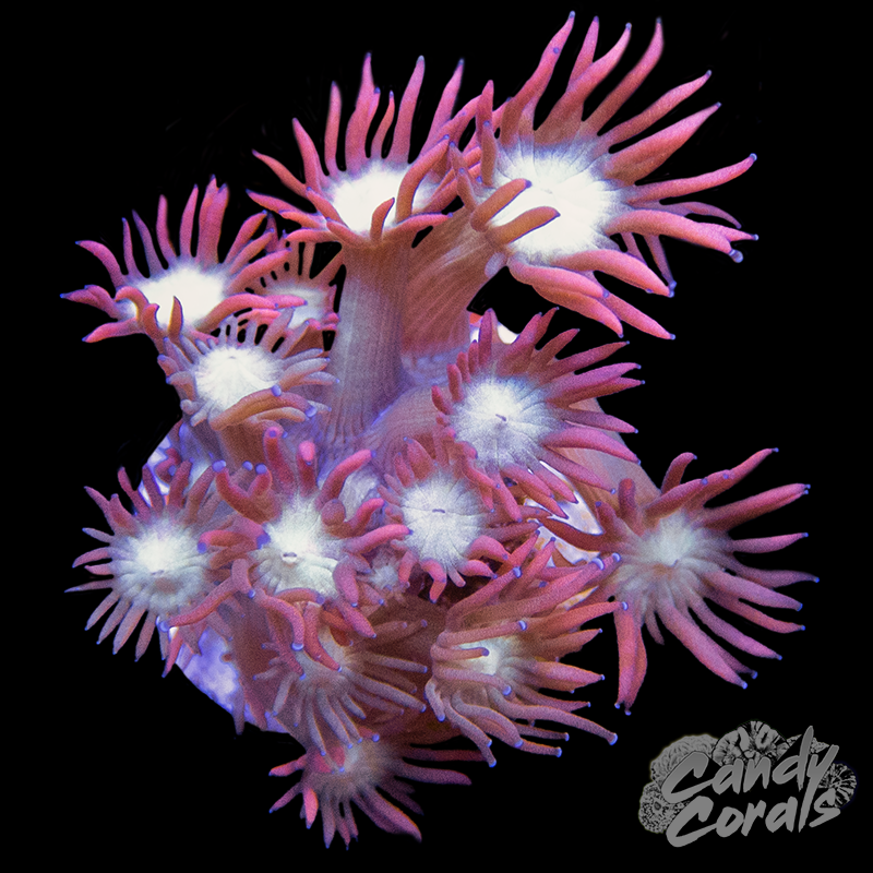 White Center Pink Goniopora Frag