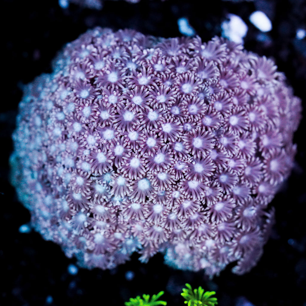 Pastel Pink Goniopora Colony