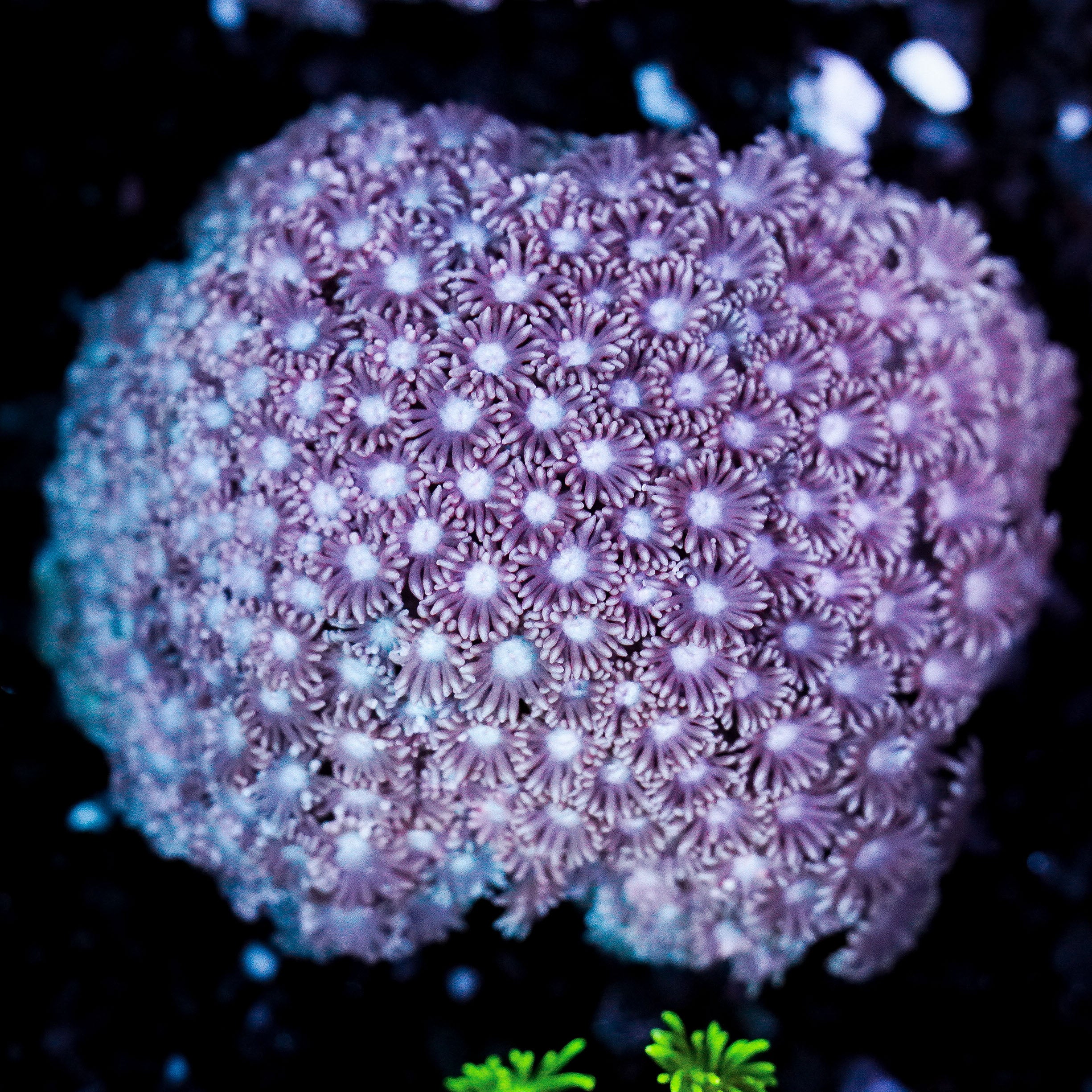 Pastel Pink Goniopora Colony