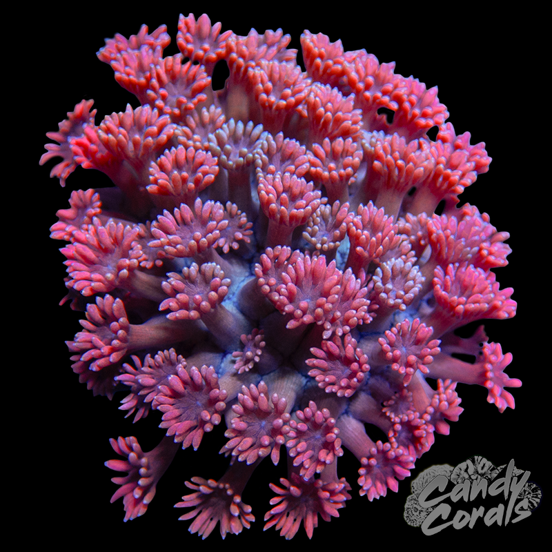 Small Ultra Goni Colony WYSIWYG 34