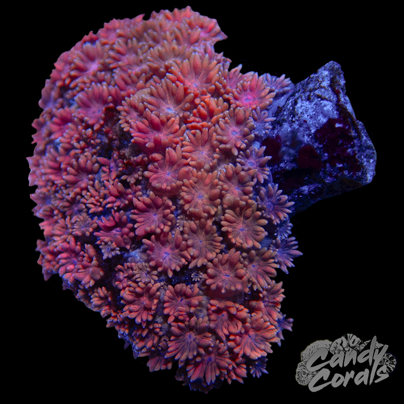 Small Ultra Goni Colony WYSIWYG 22