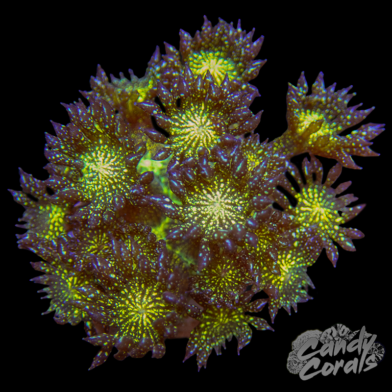 Glitter Goniopora Frag