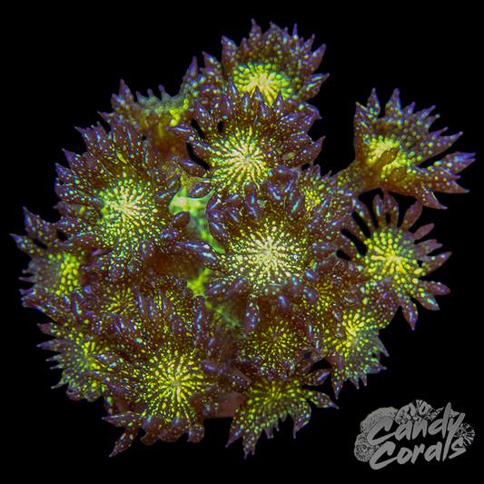 Glitter Goniopora Frag