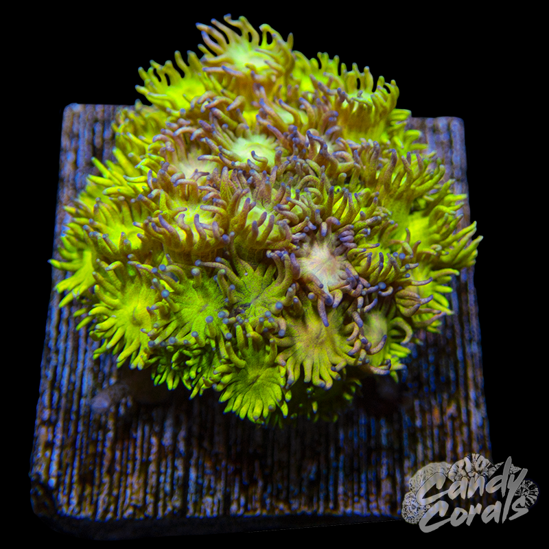 Ultra Goniopora WYSIWYG 20