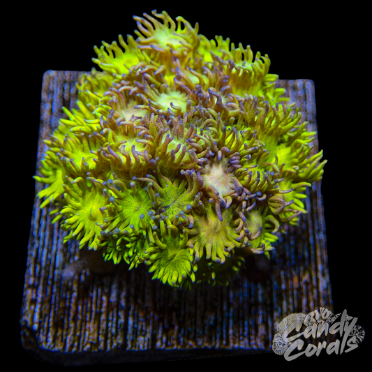 Ultra Goniopora WYSIWYG 20