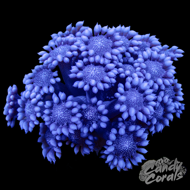 Purple Glitter Goniopora Frag