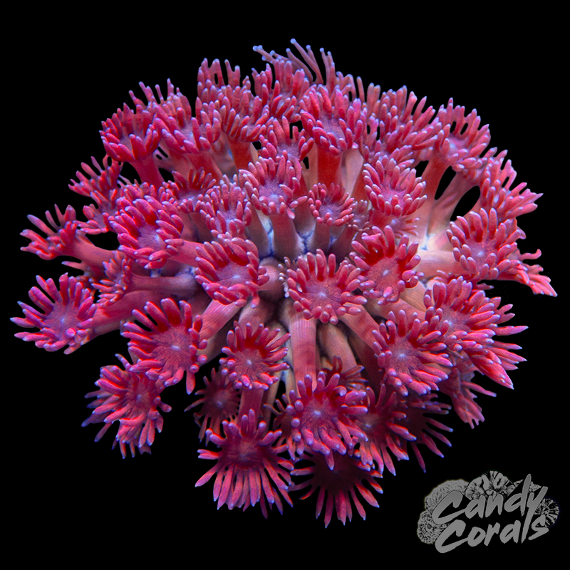 Small Pink Goni Colony WYSIWYG 42