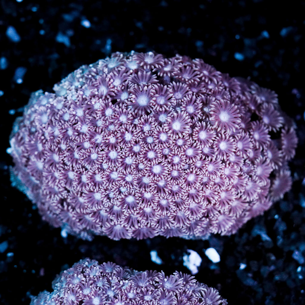 Pastel Pink Goniopora Colony