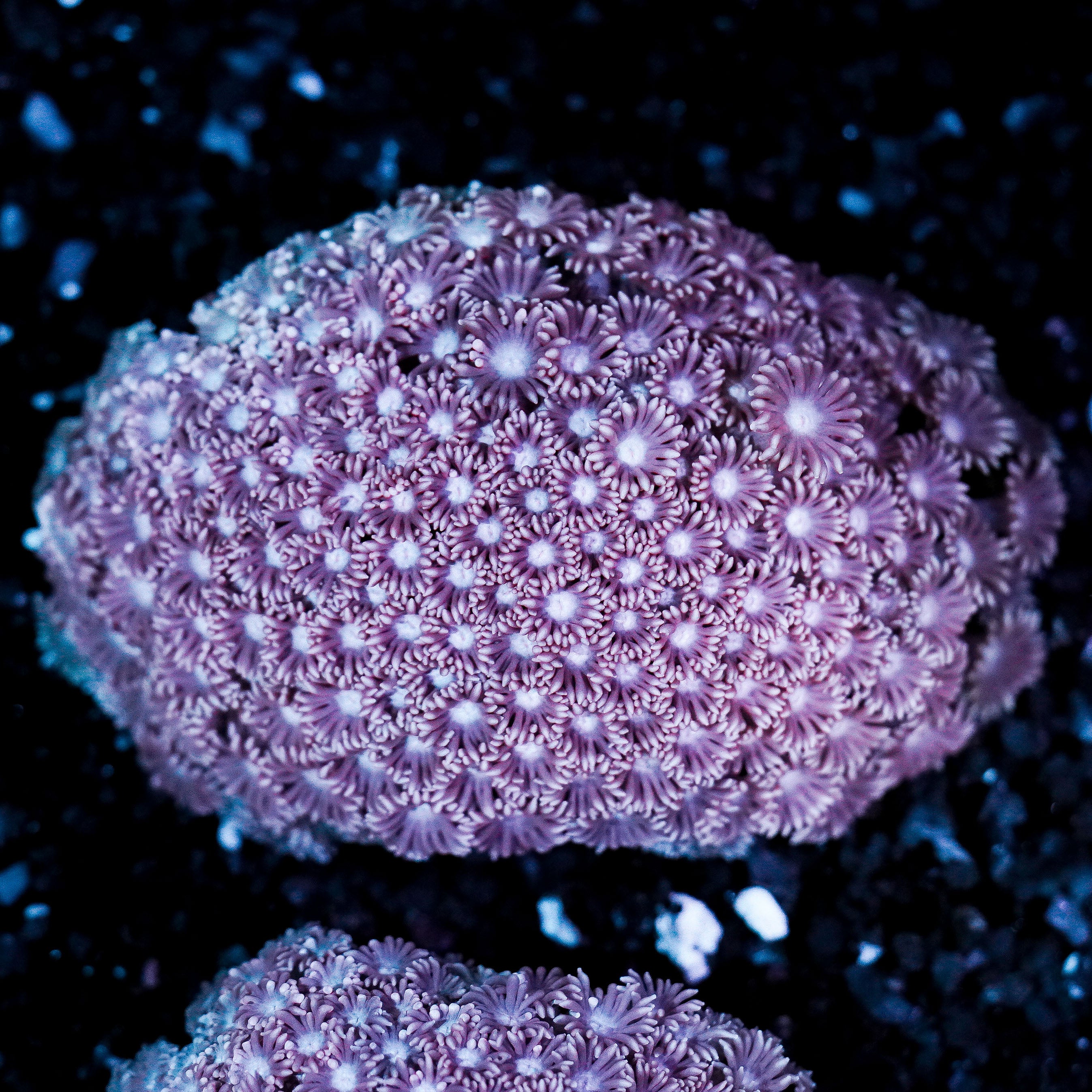 Pastel Pink Goniopora Colony